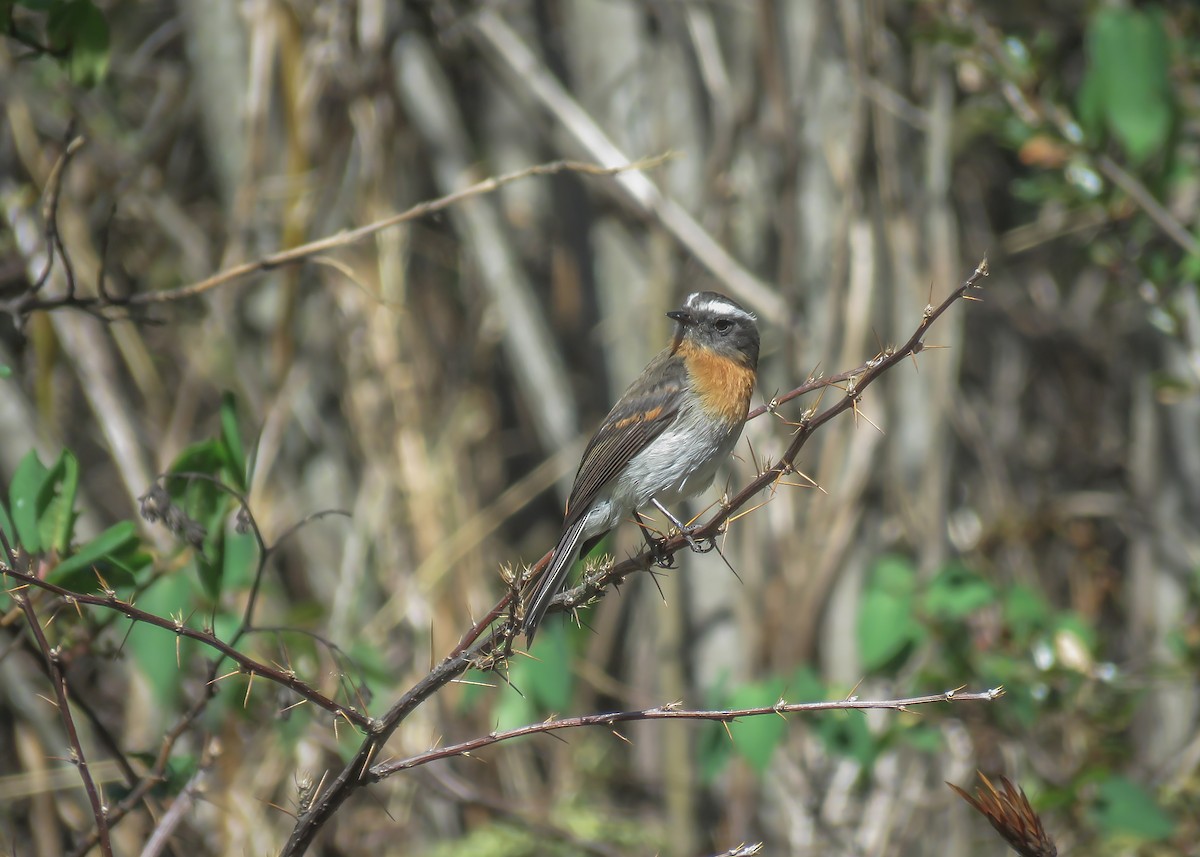 Rufous-breasted Chat-Tyrant - ML501288251