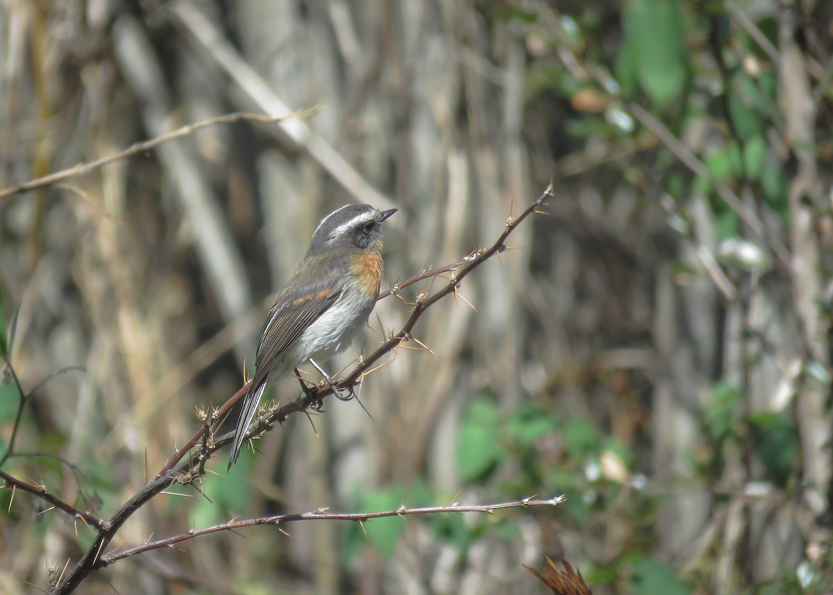 Rufous-breasted Chat-Tyrant - ML501288261