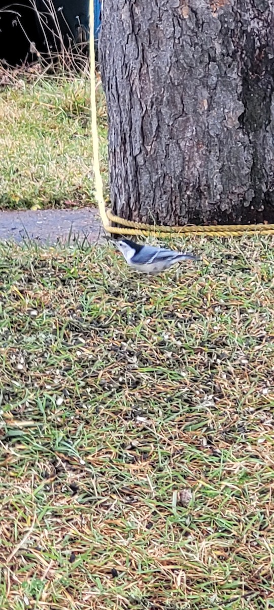 White-breasted Nuthatch - ML501288641