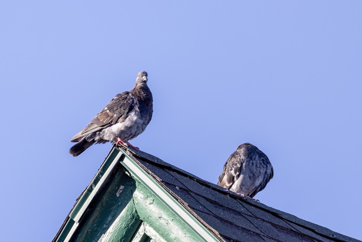 Rock Pigeon (Feral Pigeon) - Sandy & Bob Sipe