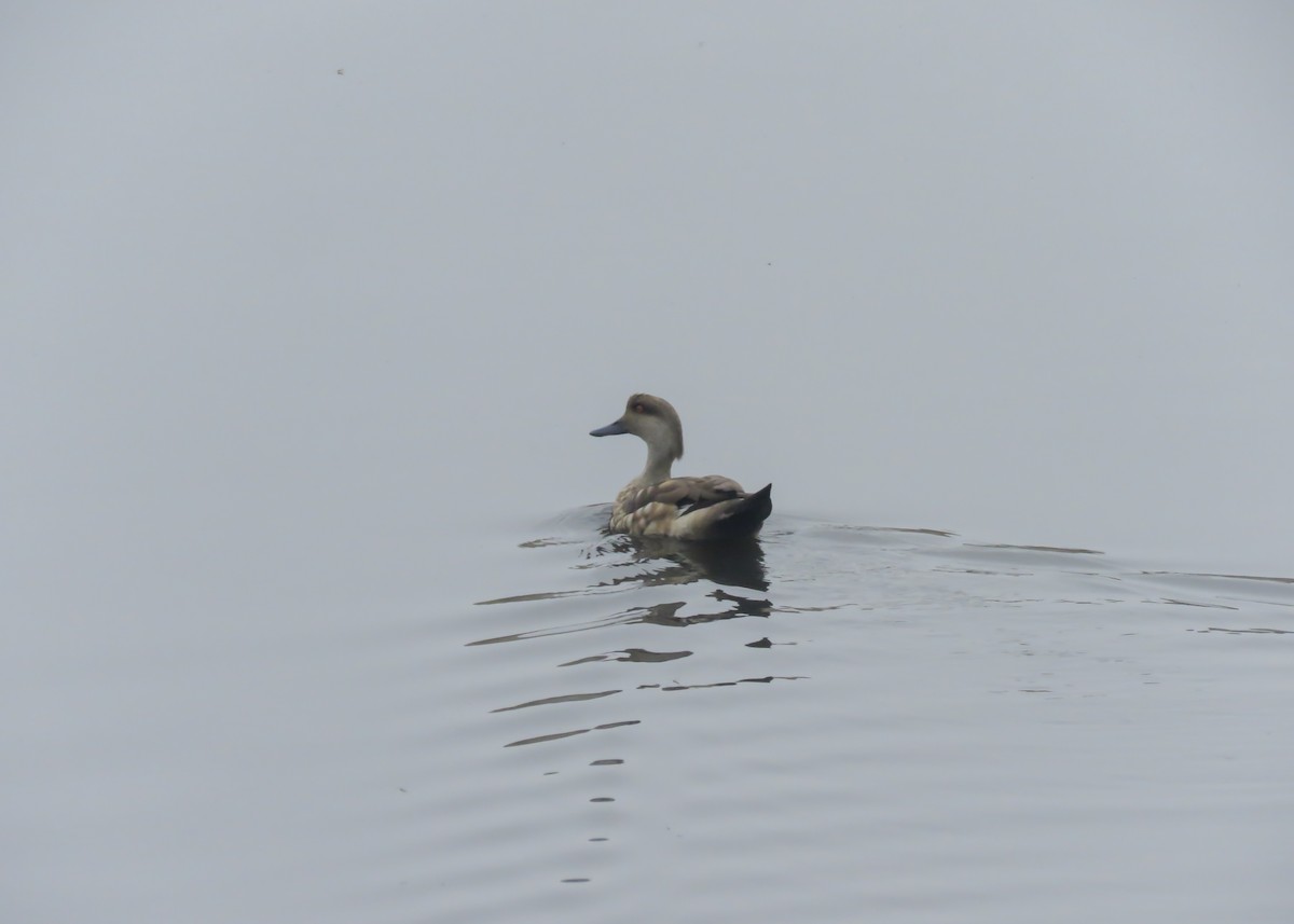 Crested Duck - ML501291741