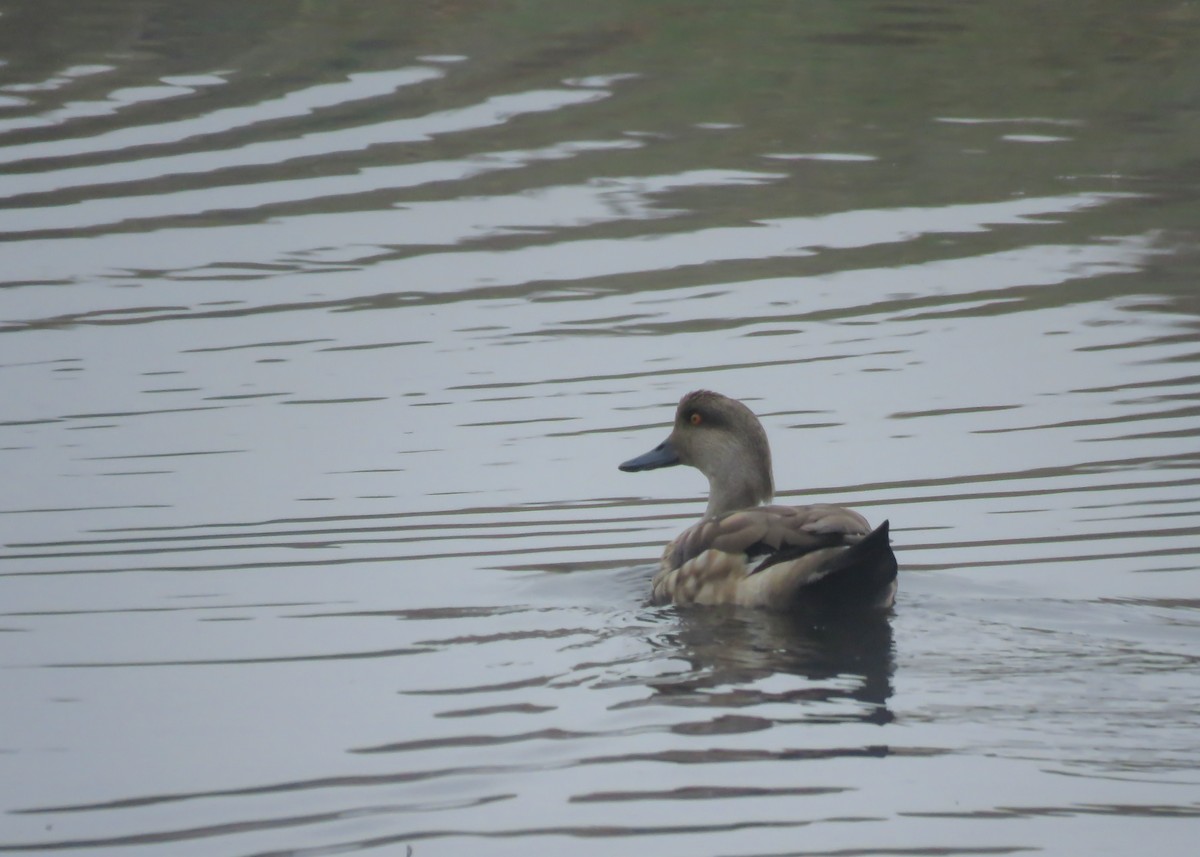 Crested Duck - ML501291751