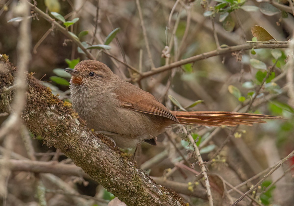 Rusty-fronted Canastero - ML501292291