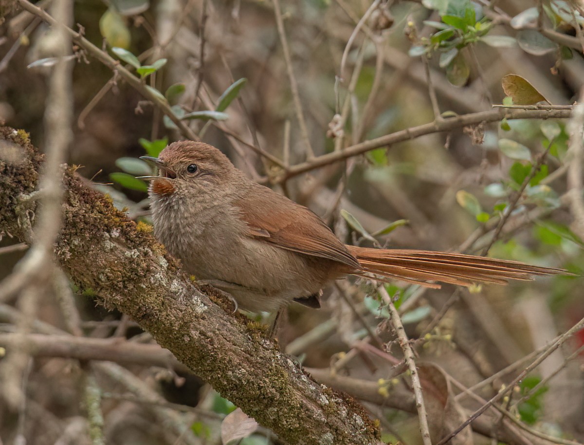 Rusty-fronted Canastero - ML501292361