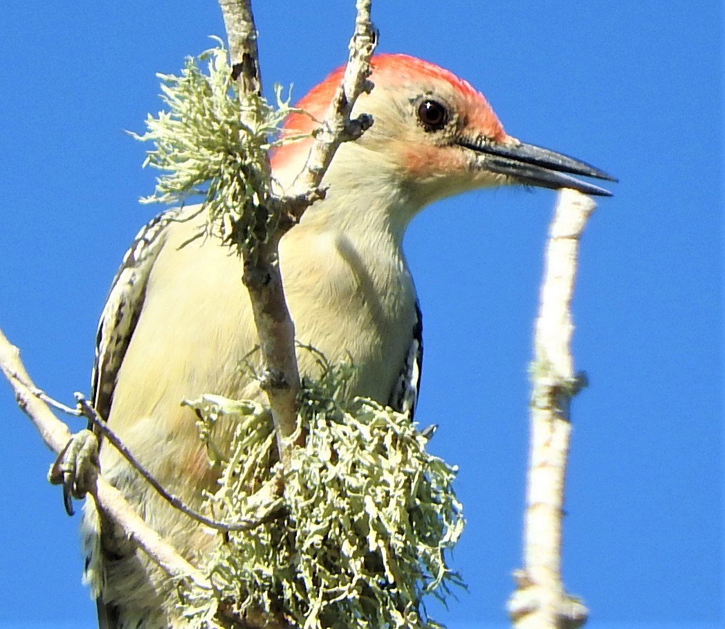 Red-bellied Woodpecker - ML501292621