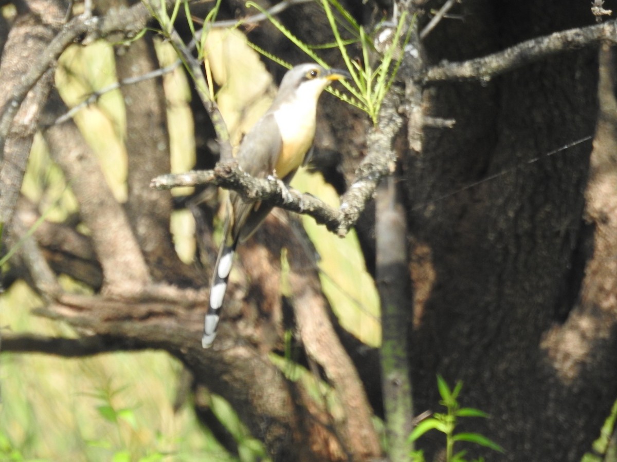 Mangrove Cuckoo - ML501293211