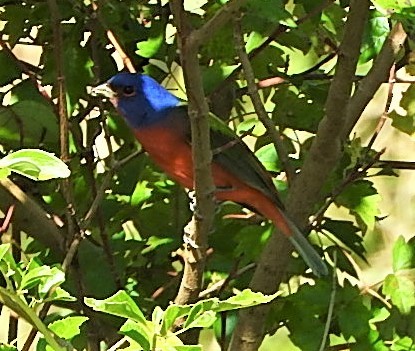 Painted Bunting - ML501296381