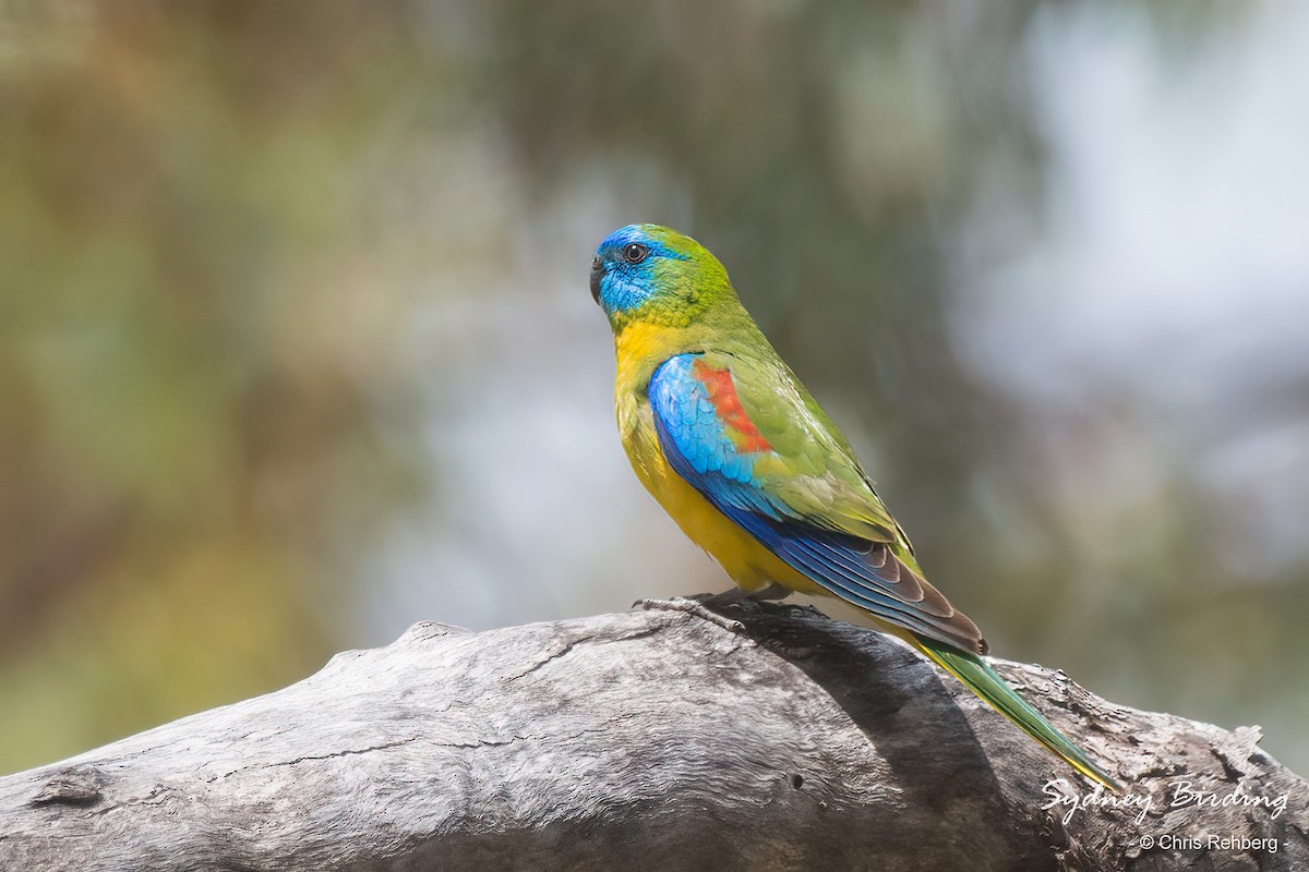 Turquoise Parrot - ML501297951