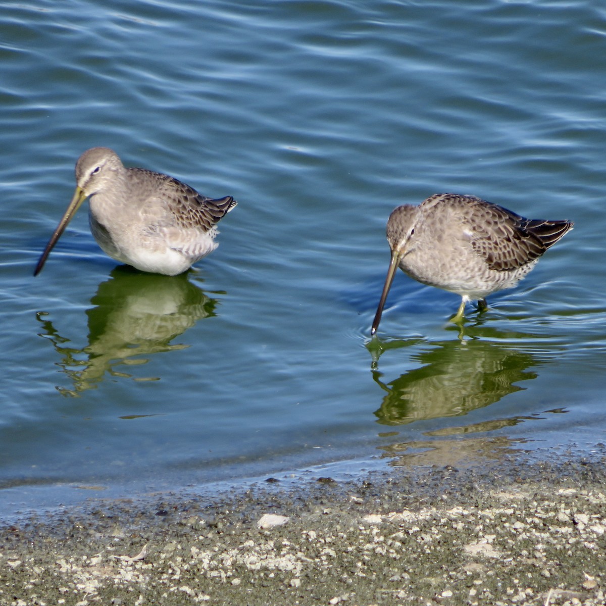 Long-billed Dowitcher - ML501303561