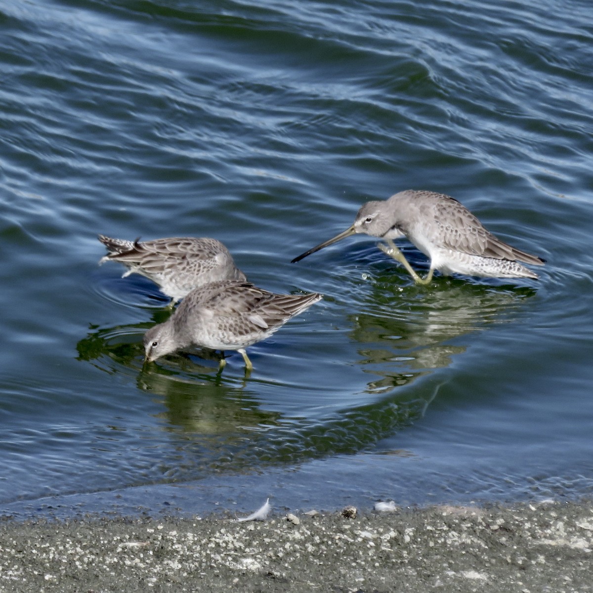 Long-billed Dowitcher - ML501303741