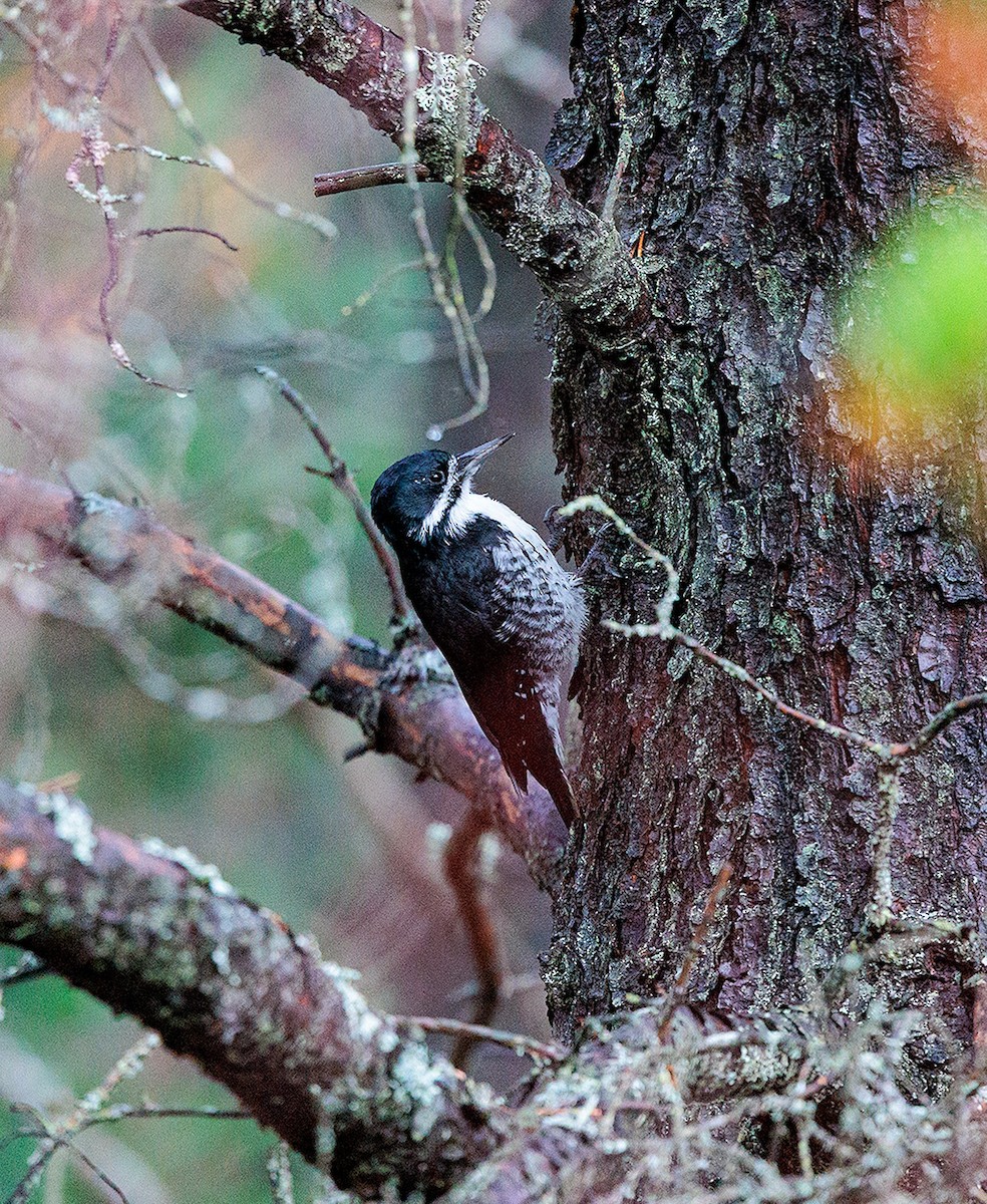 Black-backed Woodpecker - ML501304451
