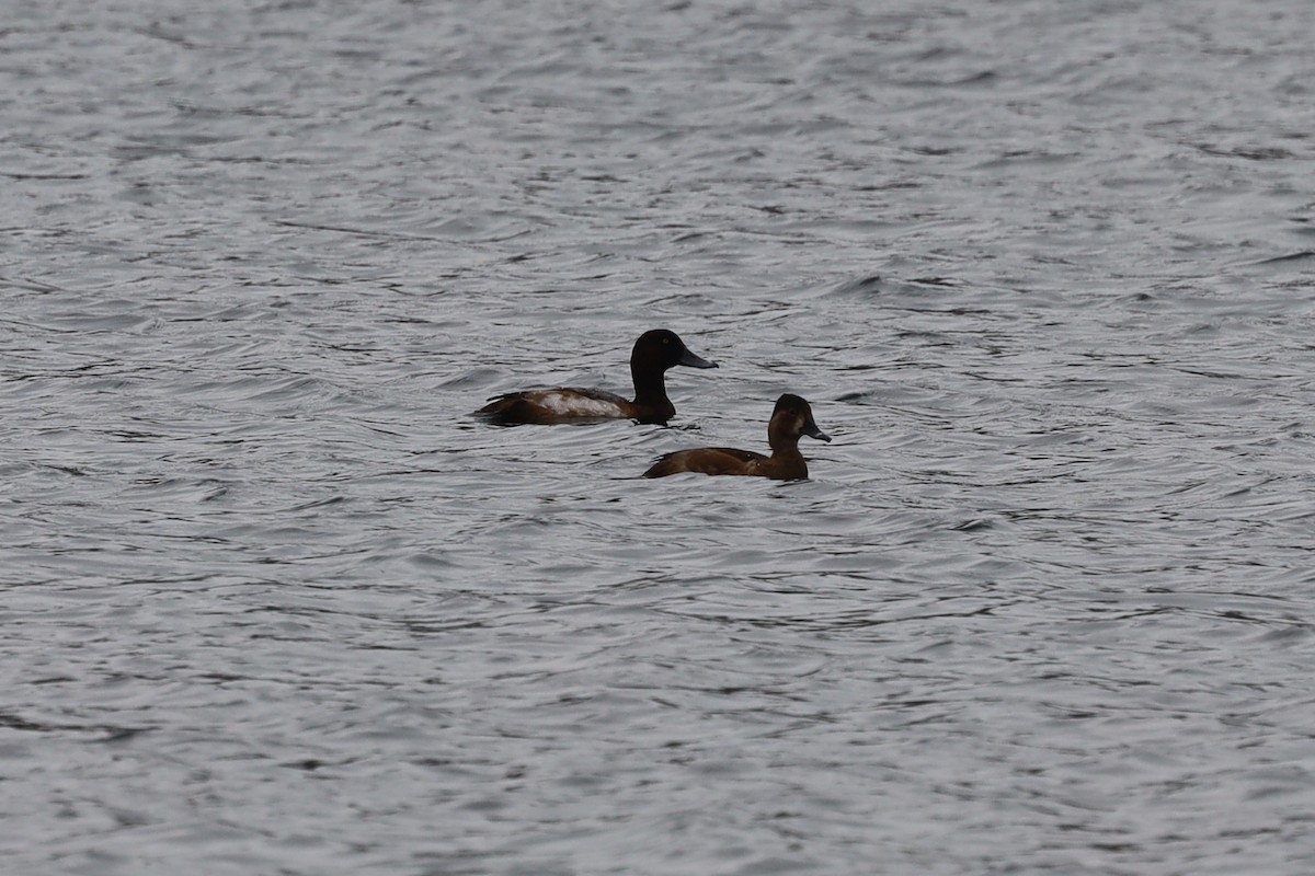 eBird Checklist - 6 Nov 2022 - Merced River--Lake McClure Rd. below dam ...