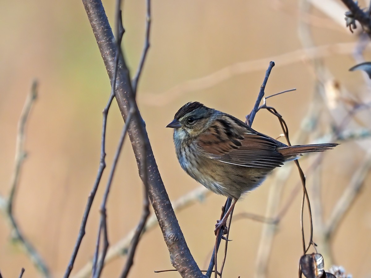 Swamp Sparrow - ML501311571
