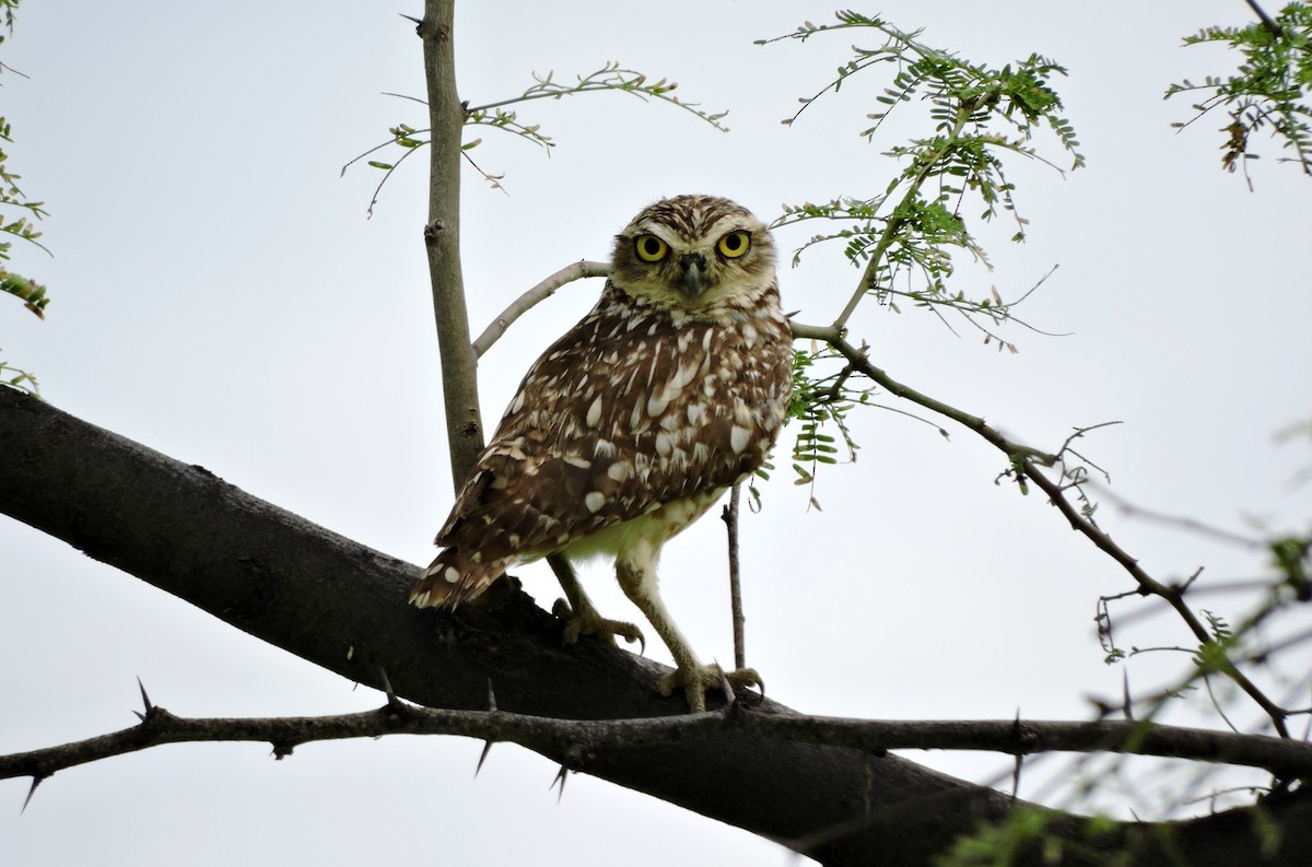 Burrowing Owl - Wilmer Ortiz herrera