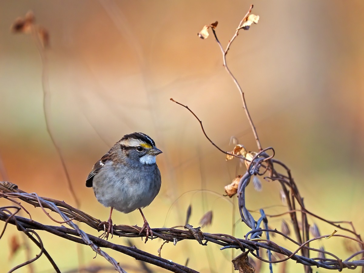 White-throated Sparrow - ML501313271