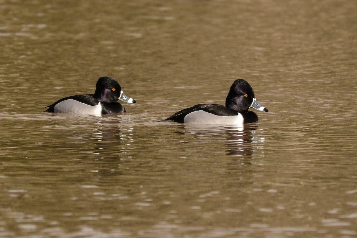Ring-necked Duck - Susan Teefy
