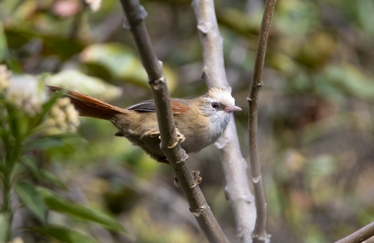 Creamy-crested Spinetail - ML501321391