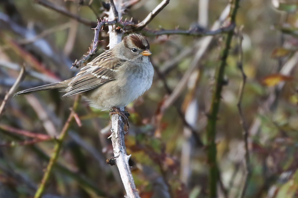 White-crowned Sparrow (pugetensis) - ML501323811