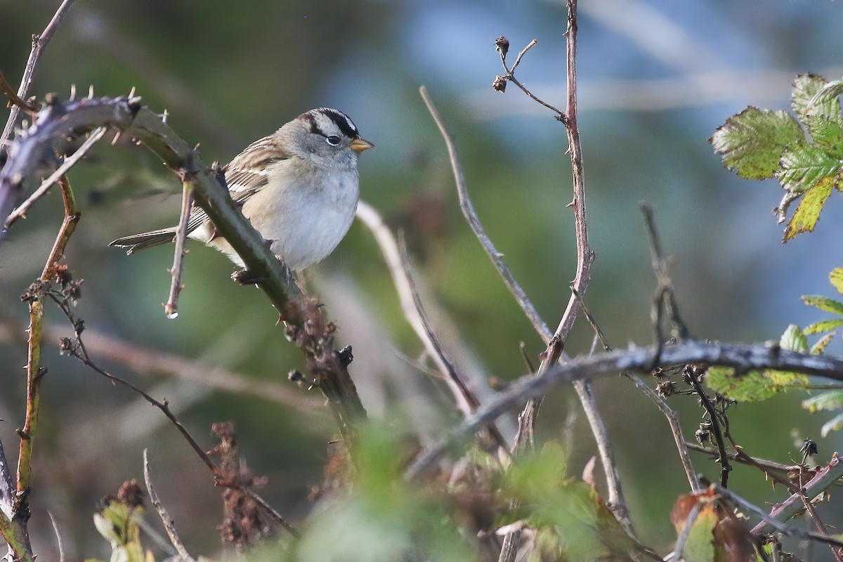 White-crowned Sparrow (pugetensis) - ML501323821