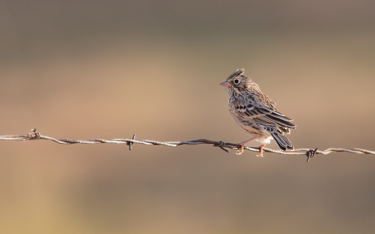 Vesper Sparrow - ML501326041