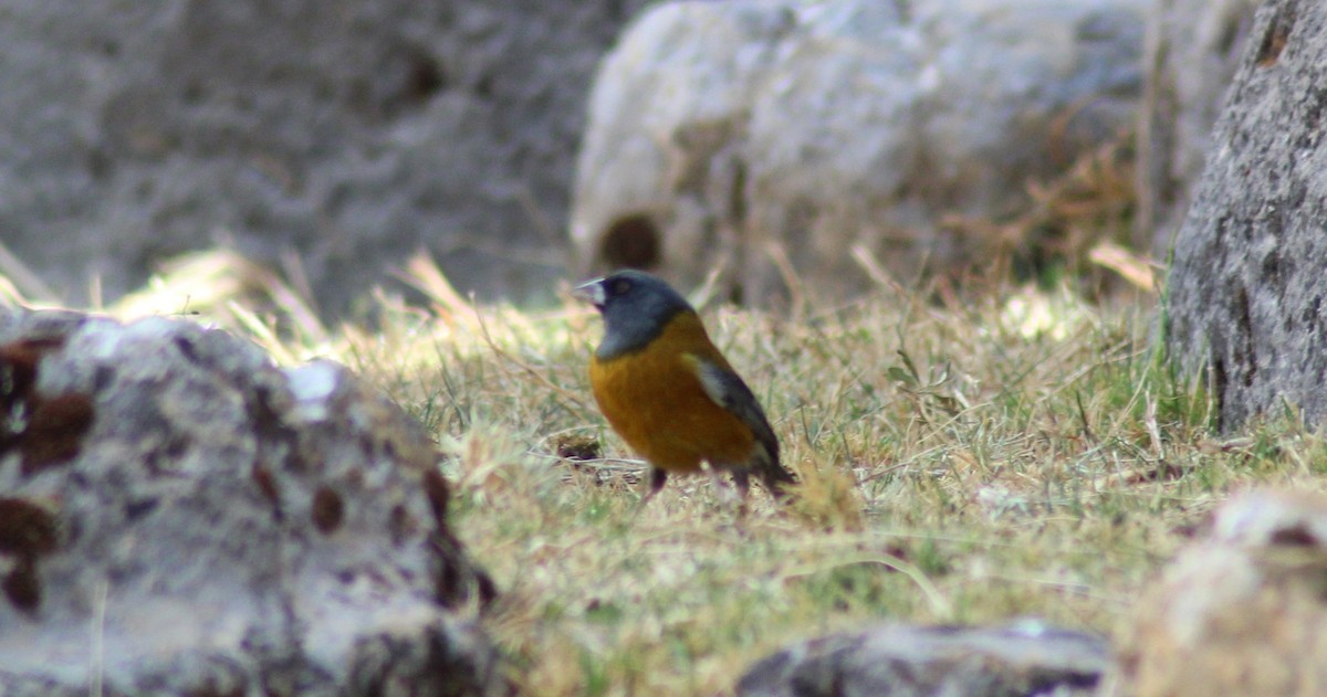 Peruvian Sierra Finch - ML501329041
