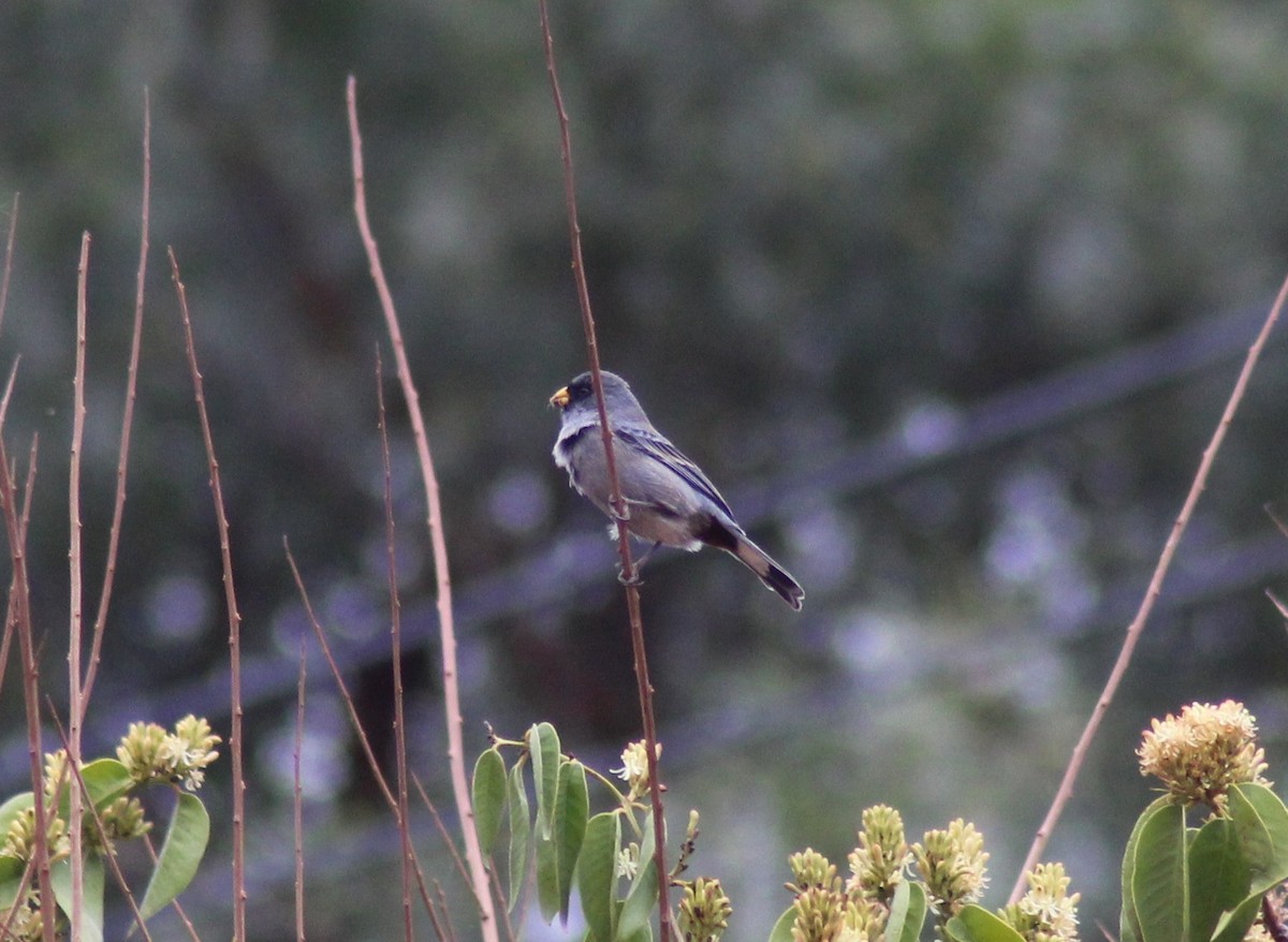 Band-tailed Seedeater - ML501333711