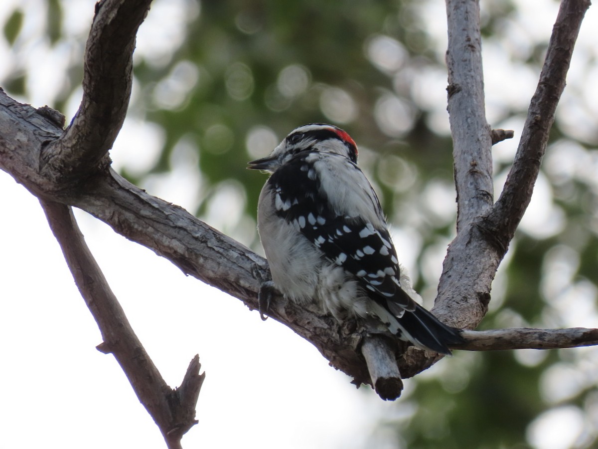 Downy Woodpecker - ML501335171