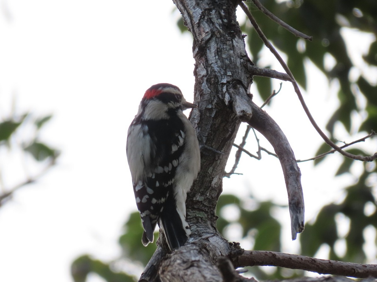 Downy Woodpecker - ML501335201