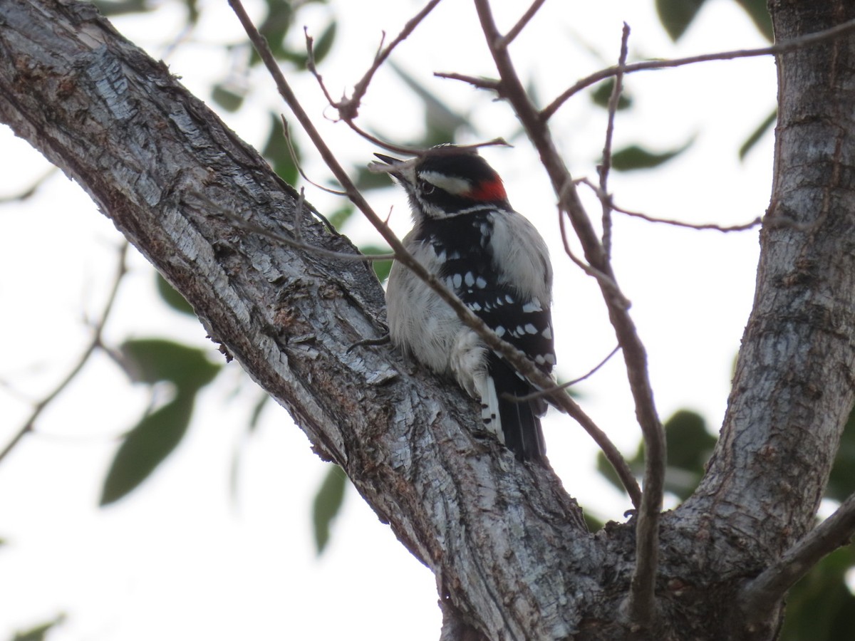 Downy Woodpecker - ML501335221