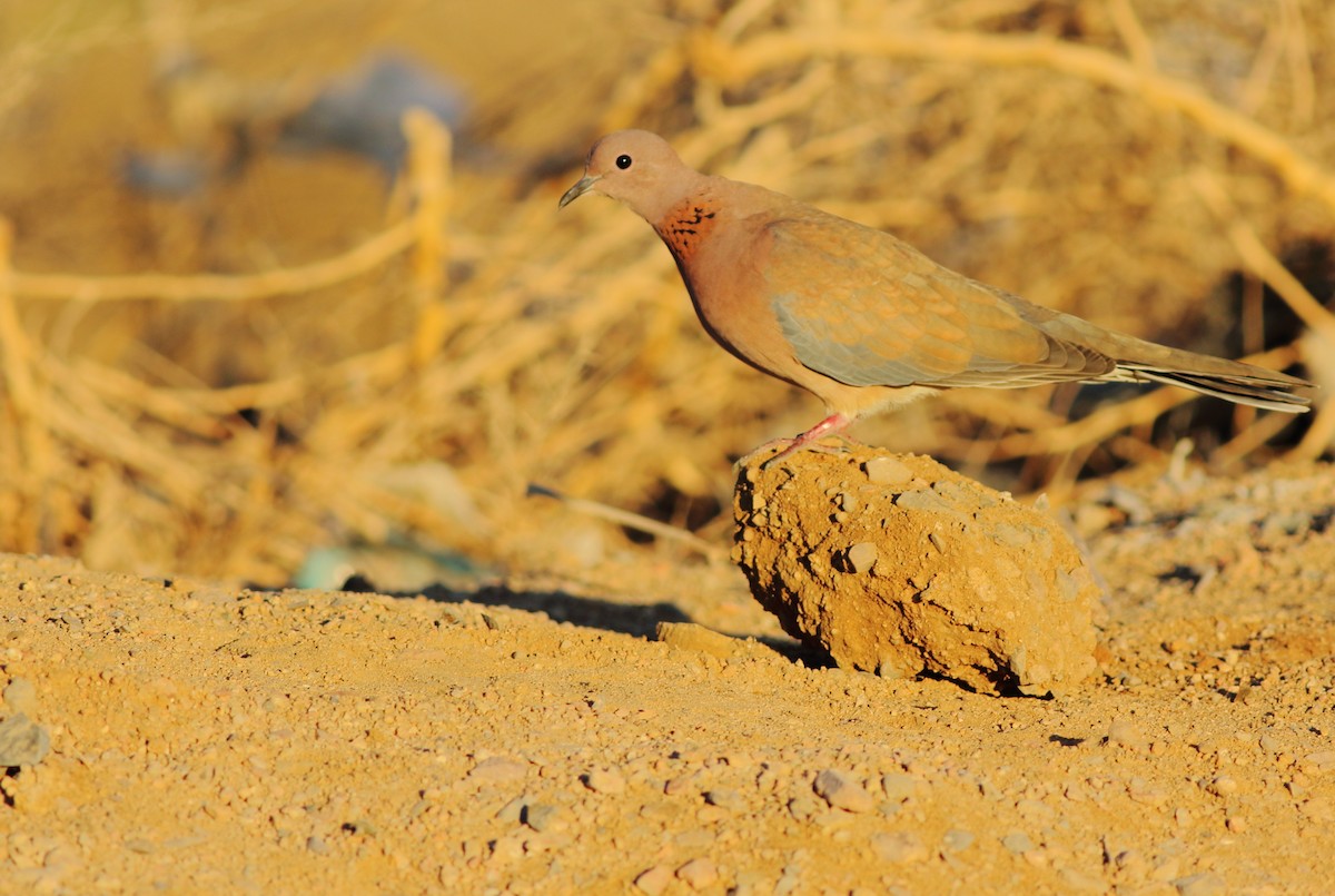 Laughing Dove - ML50133651