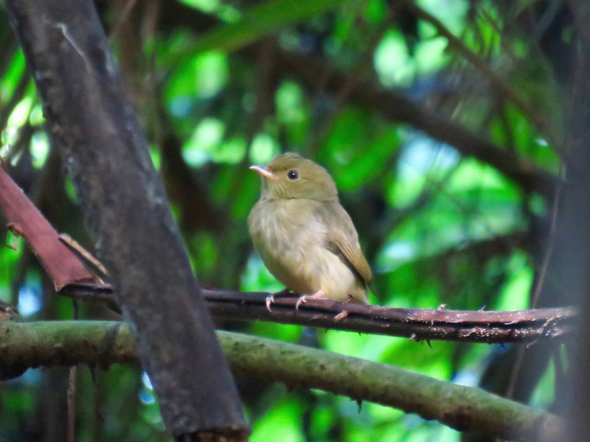 Red-capped Manakin - ML50133991
