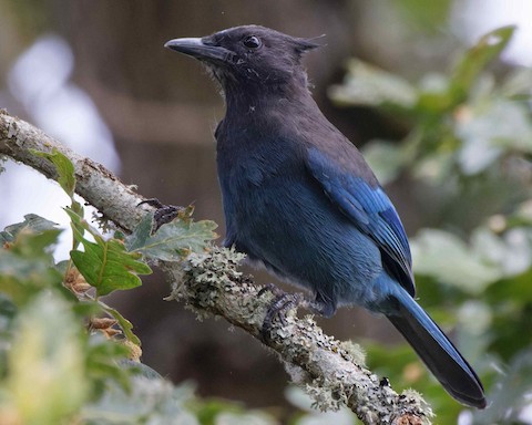 Steller's Jay - eBird