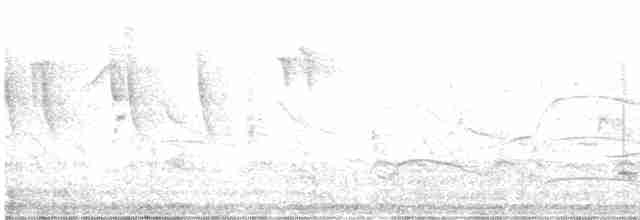 Ak Karınlı Tohumcul - ML501349881