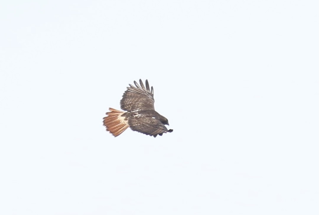 Red-tailed Hawk (abieticola) - ML501350351