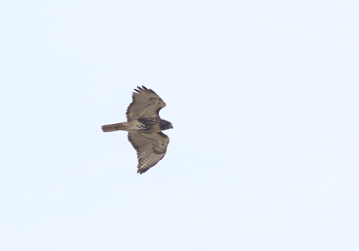 Red-tailed Hawk (abieticola) - ML501350361