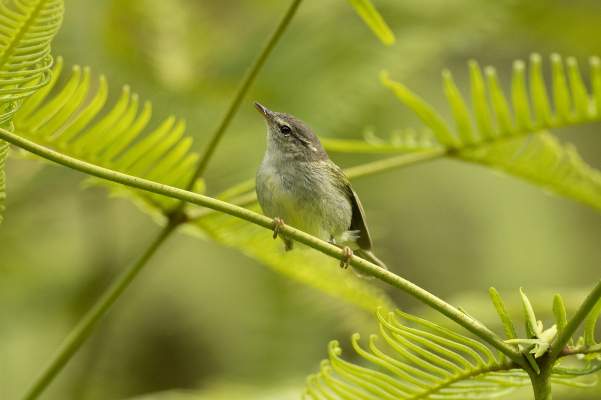 Two-barred Warbler - ML501350421