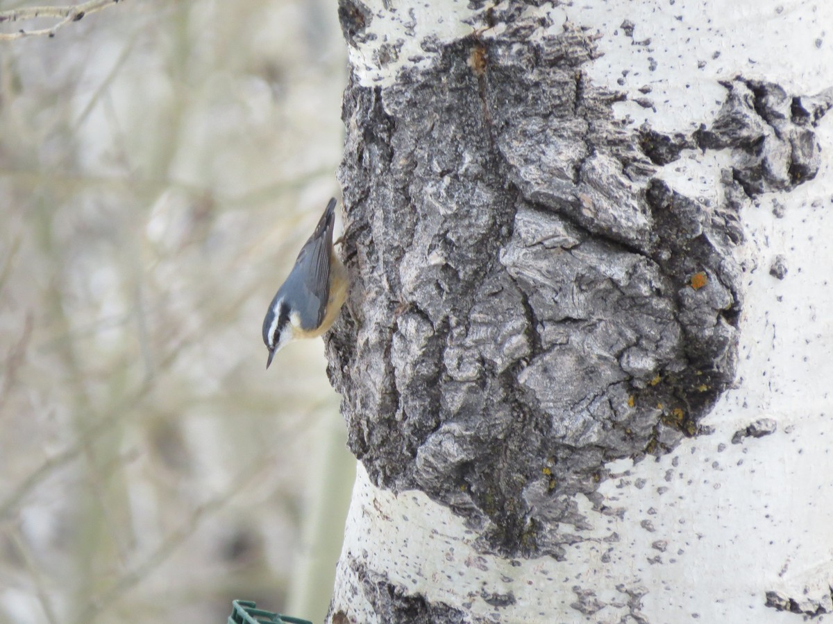 Red-breasted Nuthatch - ML501352421