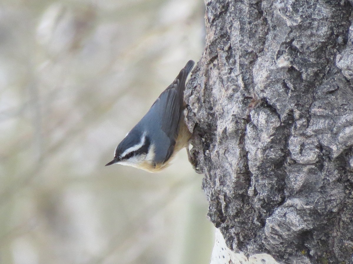 Red-breasted Nuthatch - ML501352481
