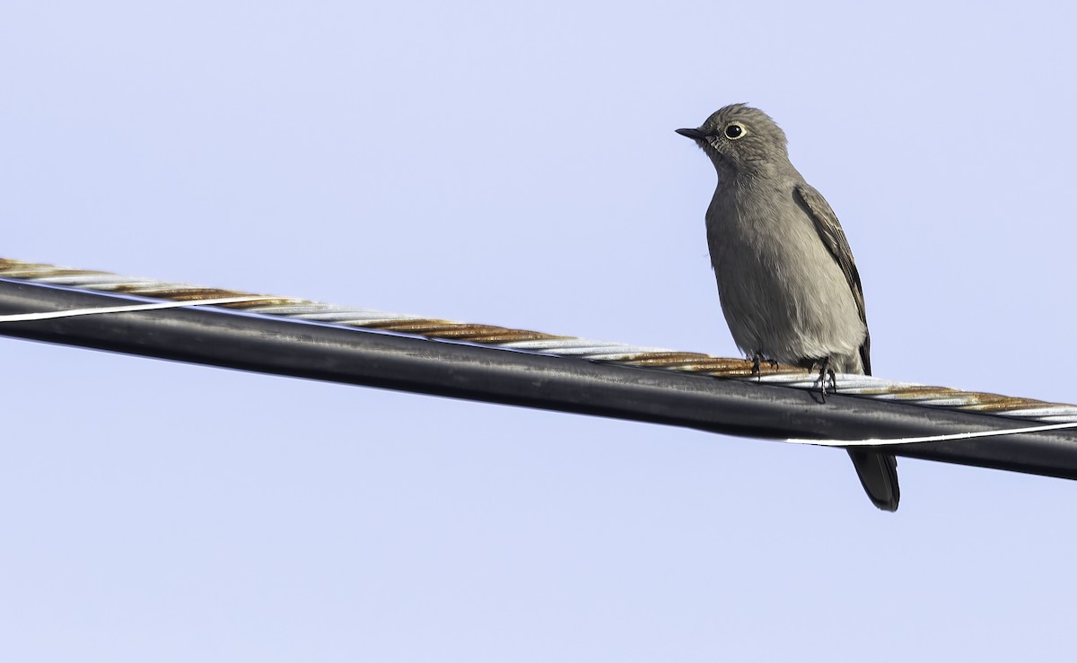 Townsend's Solitaire - ML501352951