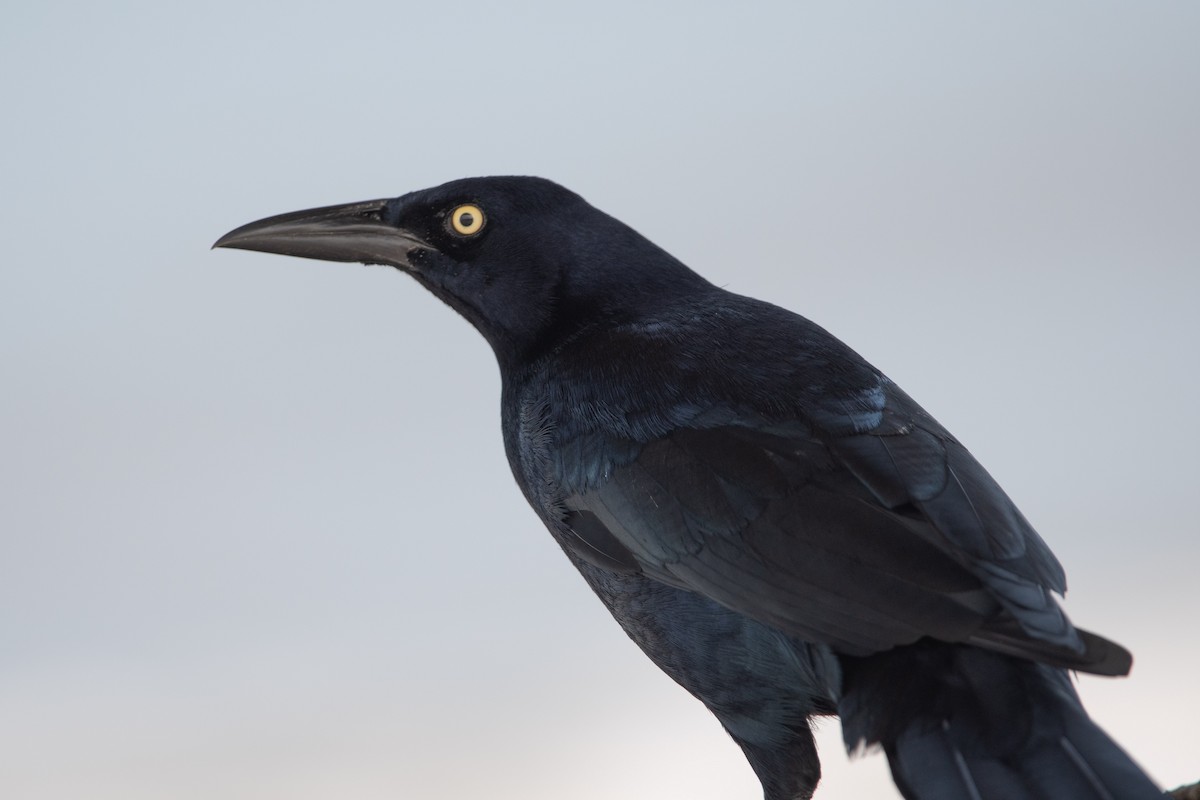 Great-tailed Grackle - ML501354091