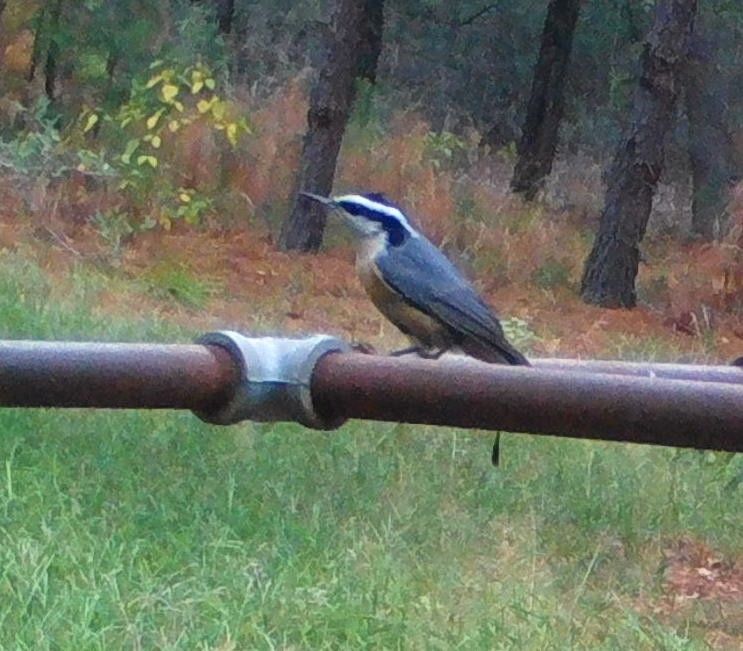 Red-breasted Nuthatch - ML501355781