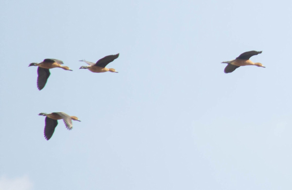 Fulvous Whistling-Duck - ML501361471