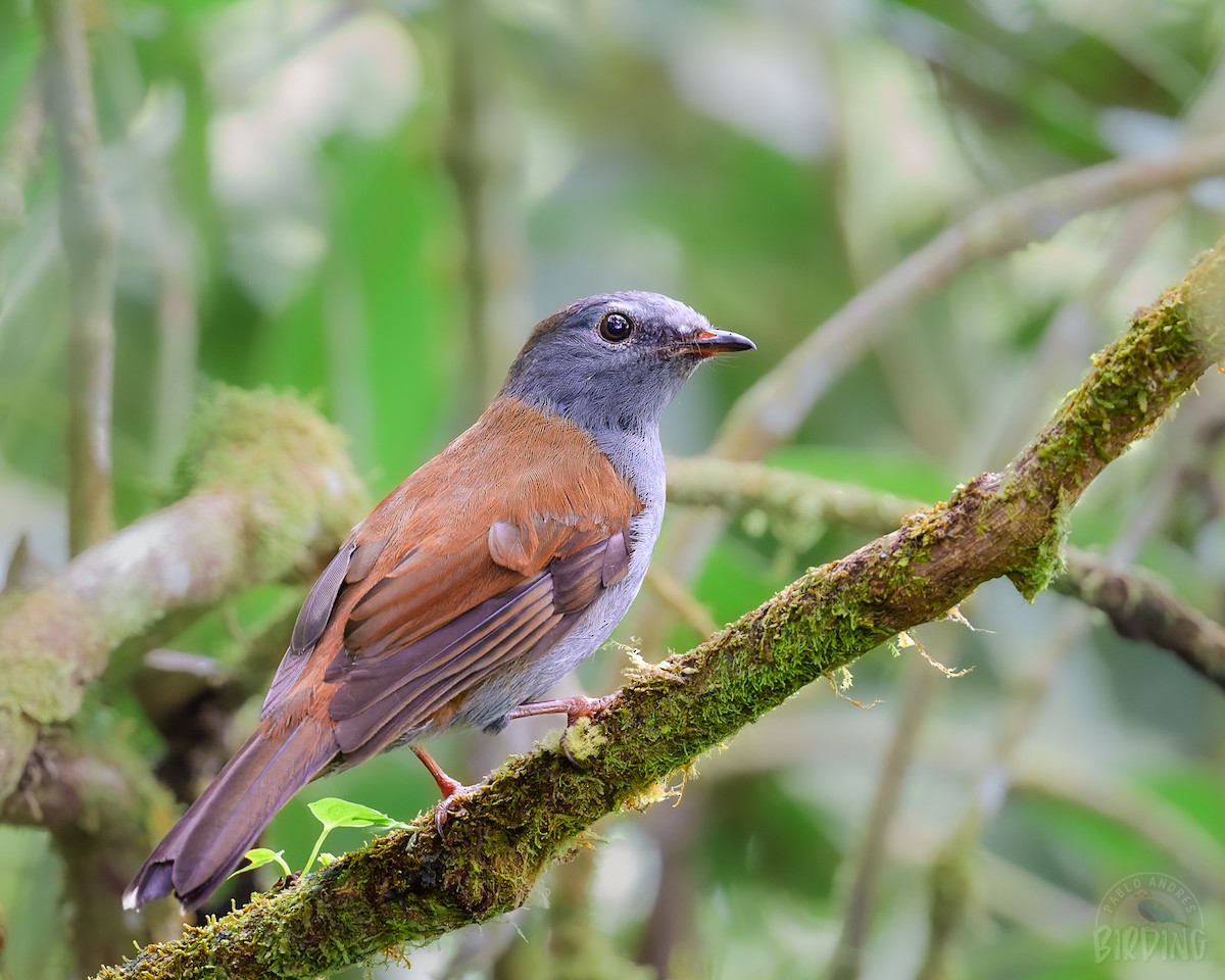 Andean Solitaire - ML501362461