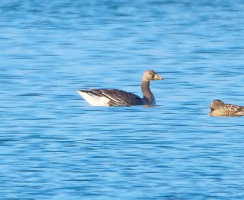 Greater White-fronted Goose - ML501363821