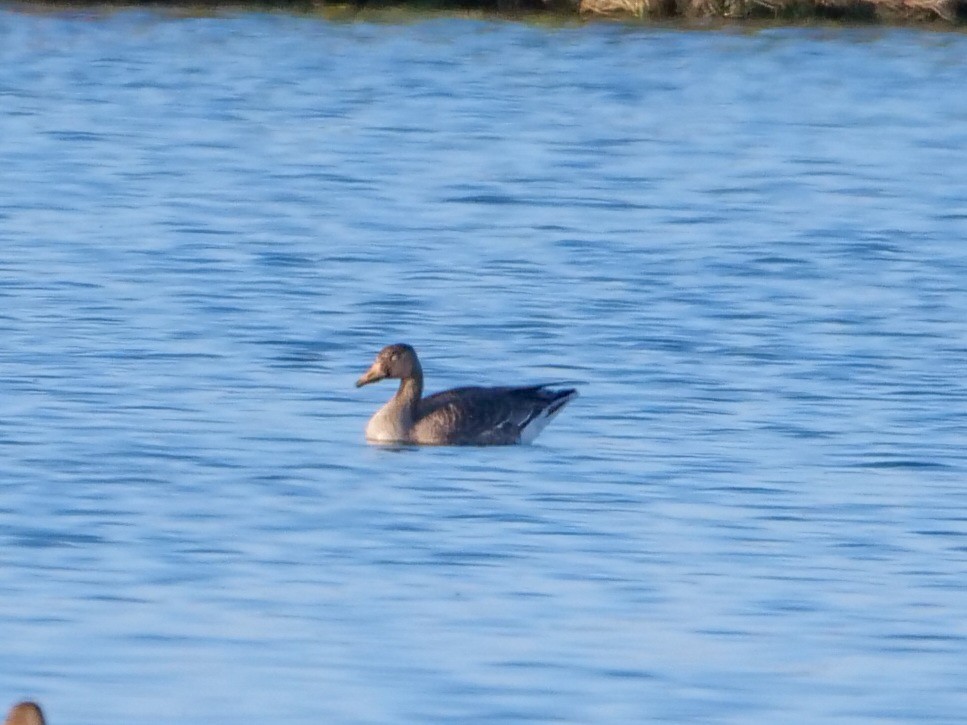Greater White-fronted Goose - ML501363831