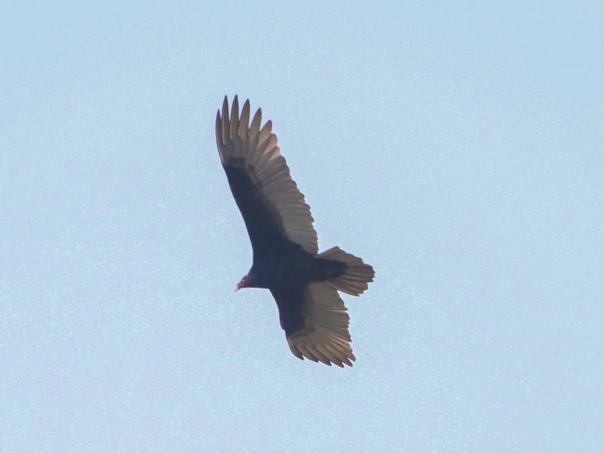 Turkey Vulture - ML501365481