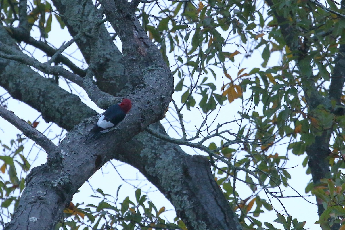 Red-headed Woodpecker - Raaj  Bora