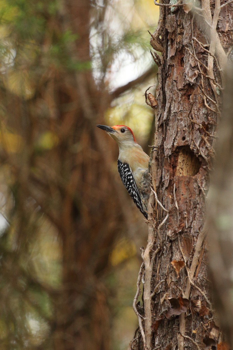 Red-bellied Woodpecker - ML501365991