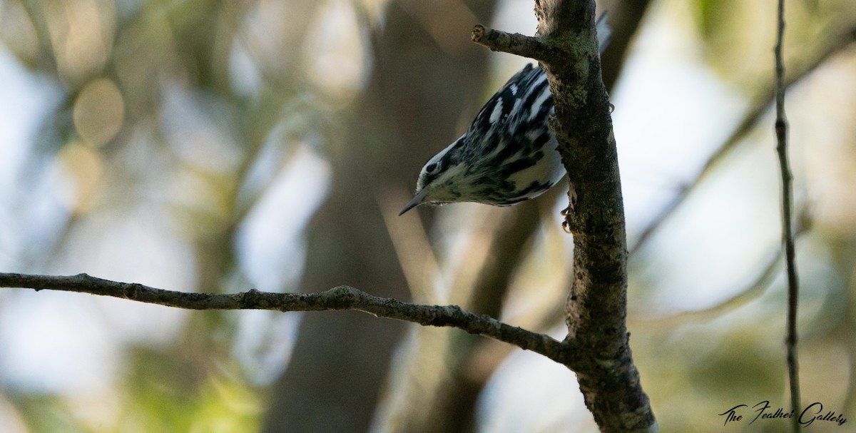 Black-and-white Warbler - ML501366921