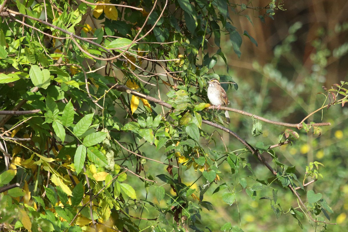 White-throated Sparrow - Raaj  Bora